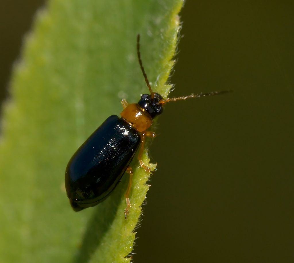 Hypebaeus flavicollis? No, Chrysomelidae, Luperus sp.